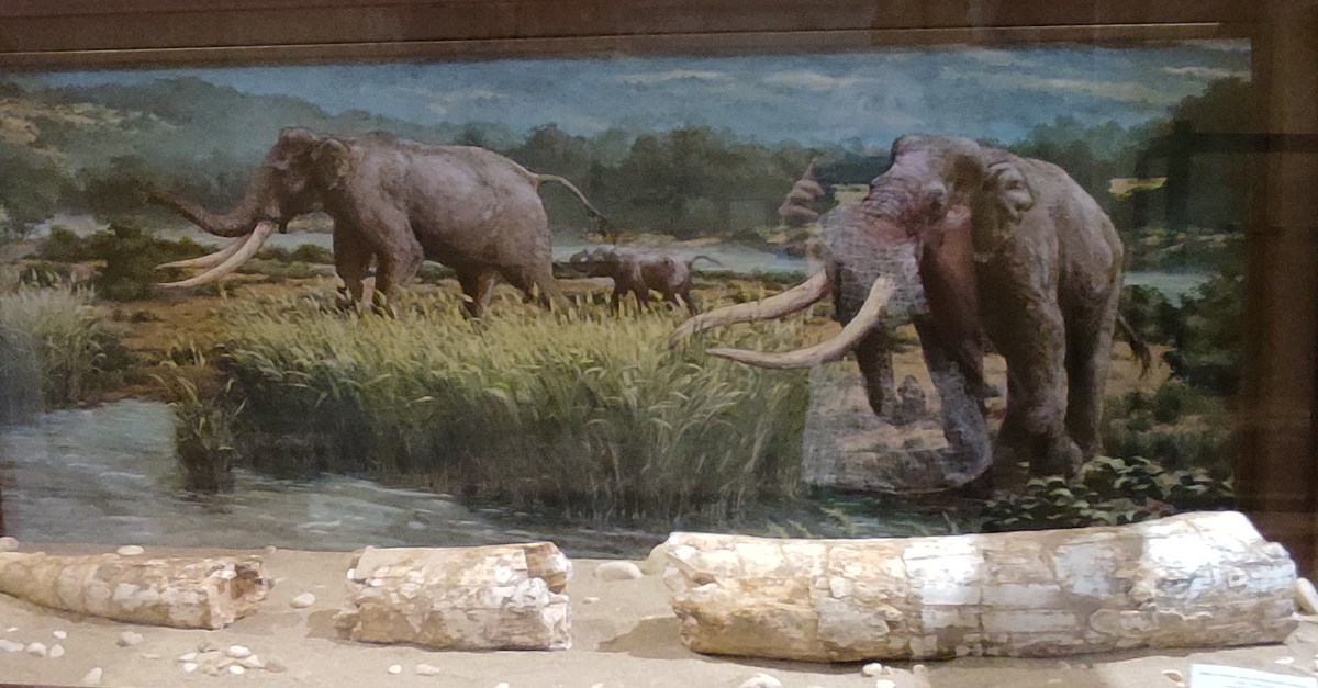 Elephant's tusk in Civic Museum of Città Sant'Angelo