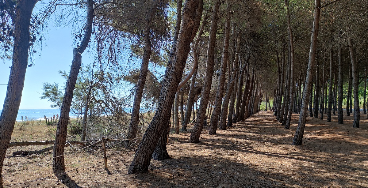 View of beach from our walk in the woods