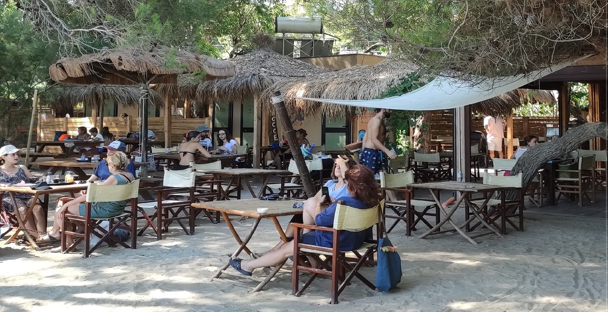 chairs and tables at bar among pine trees