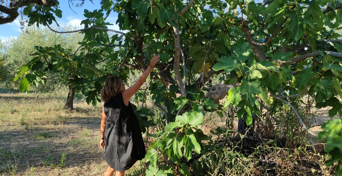 Picking figs near the Trabocchi Coast
