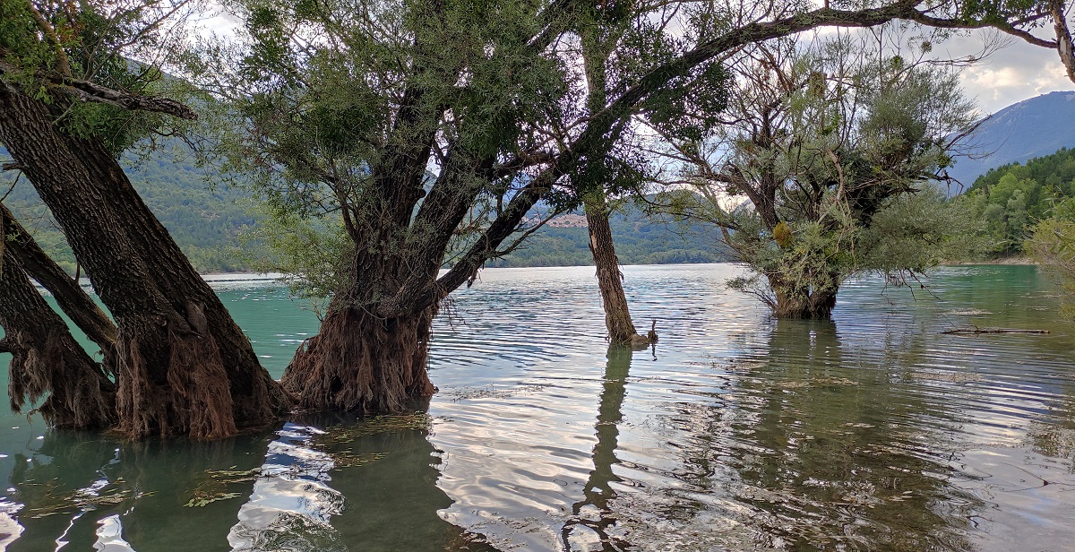 Trees growing in Lago Barrea